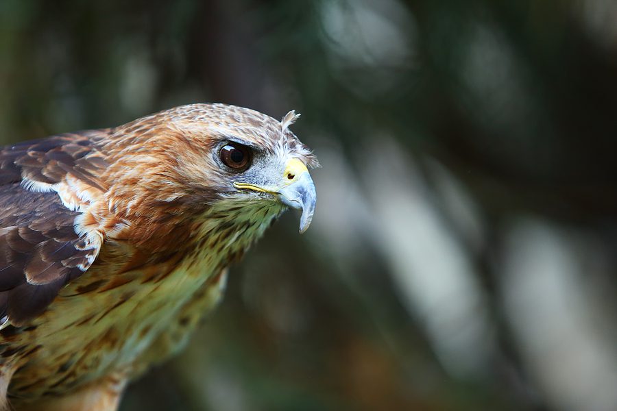 The red-tailed hawk (Buteo jamaicensis) portrait. The red-tailed hawk sitting on the big old branch.
